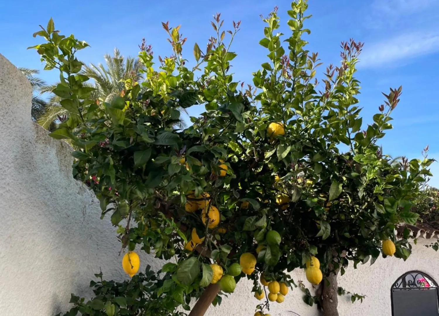 Lovely Studio Nerja Ground Floor Daire